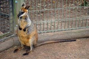Bolotnaya wallaby: mały australijski kangur Bolotnaya wallaby: mały australijski kangur